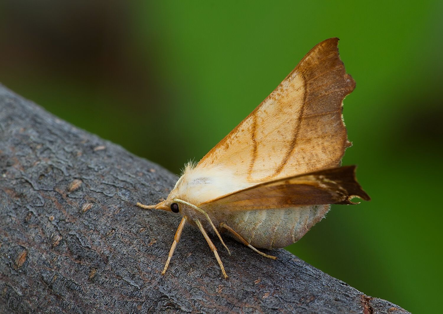 Ennomos fuscantaria