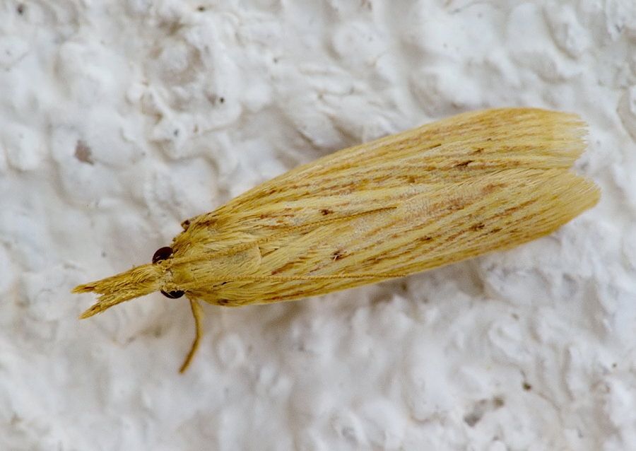 Ematheudes punctella