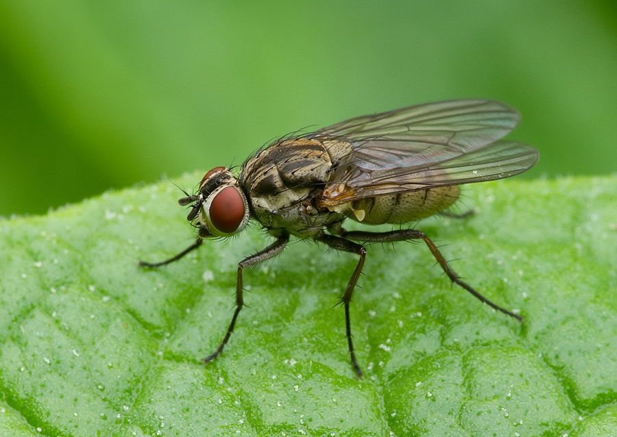 Hydrophoria ruralis