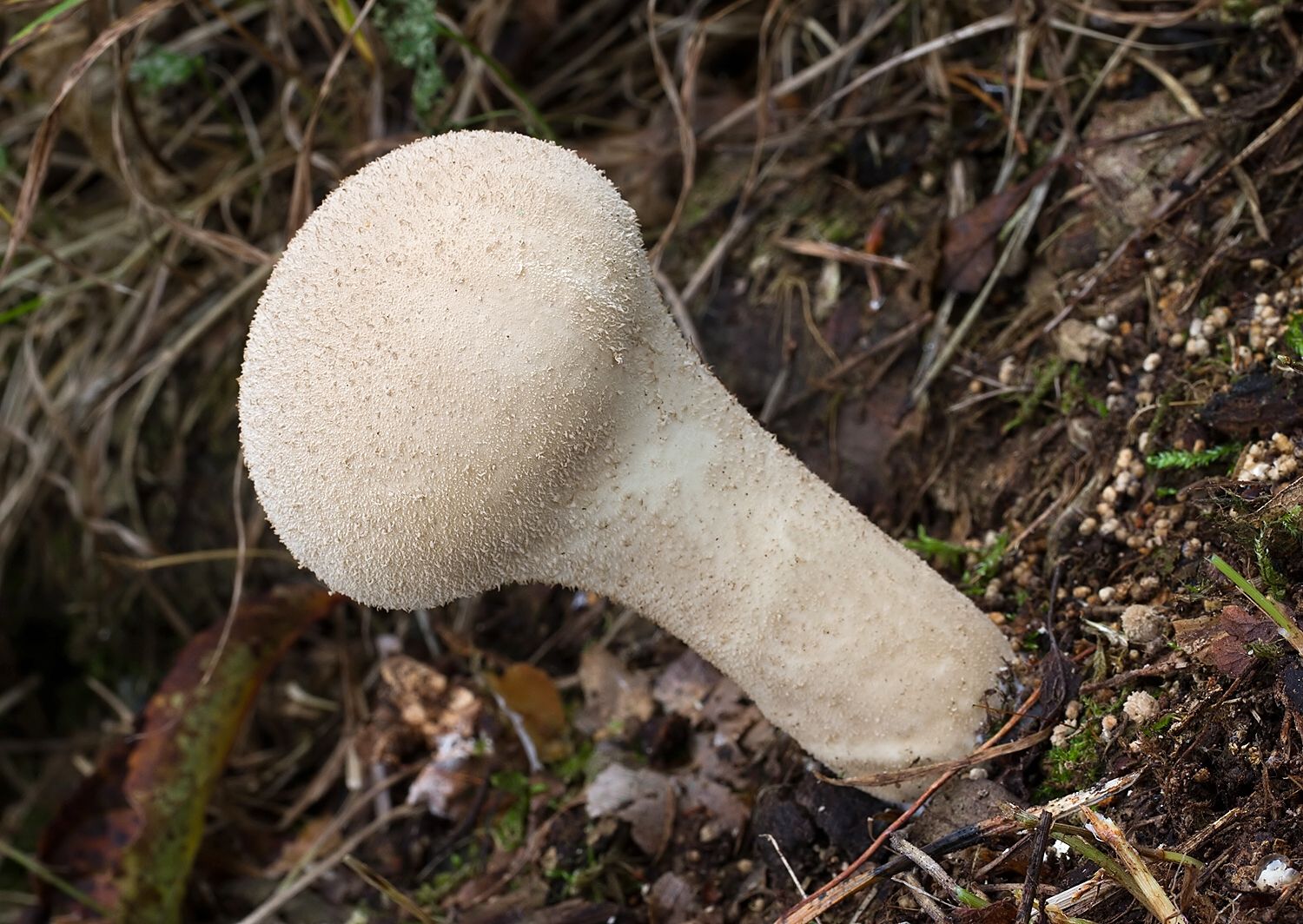 Lycoperdon excipuliforme