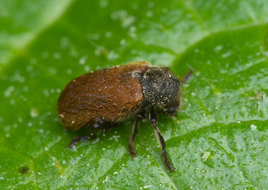 Hedobia pubescens