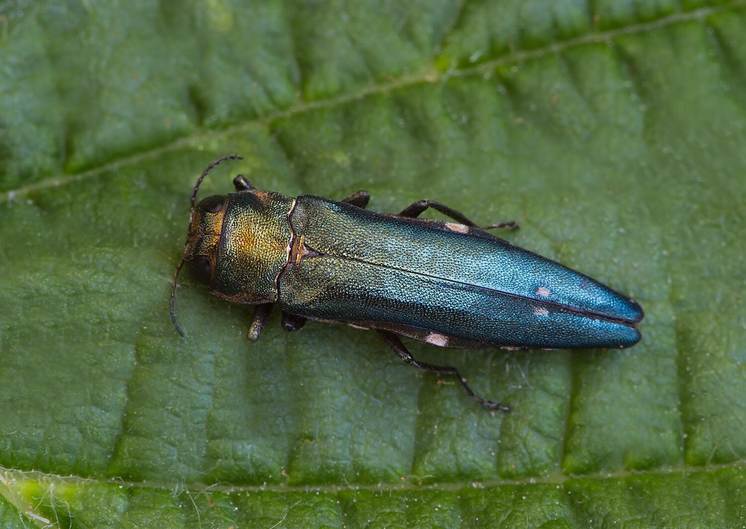 Agrilus biguttatus