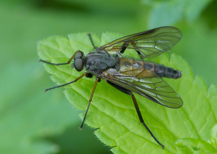 Rhagio notatus