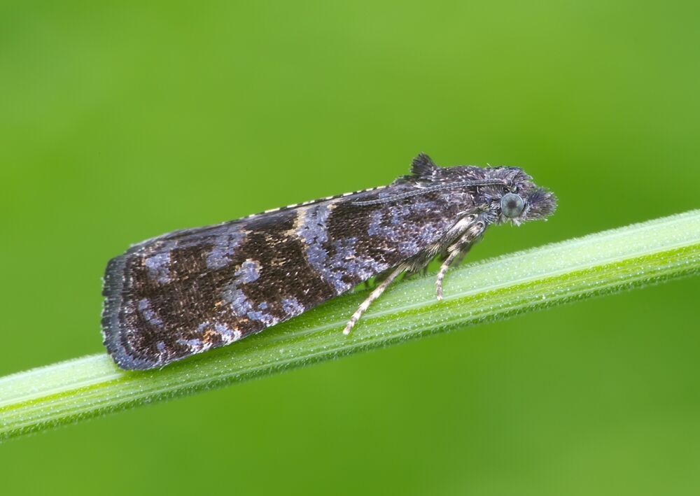 Pristerognatha fuligana