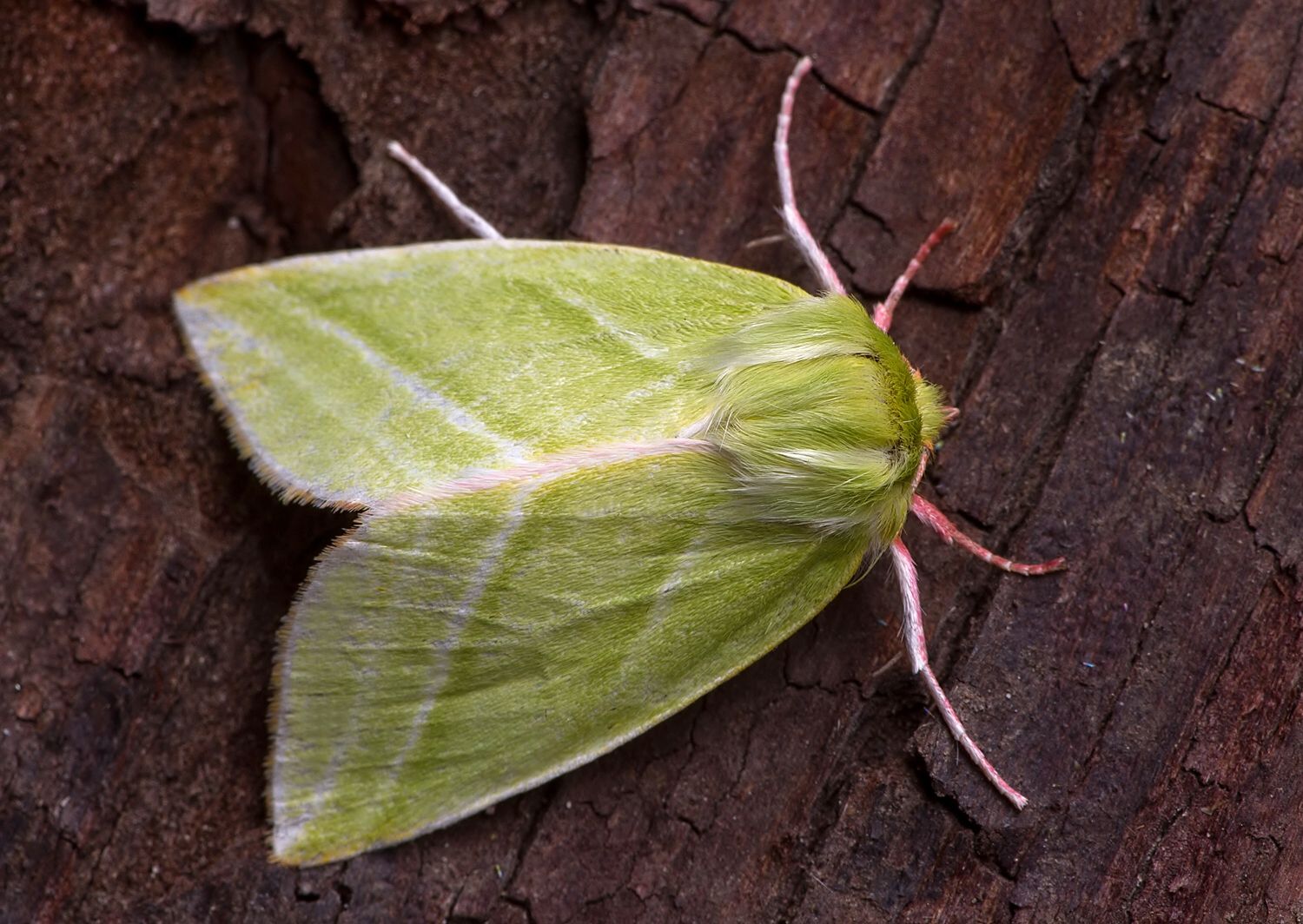 Pseudoips prasinana