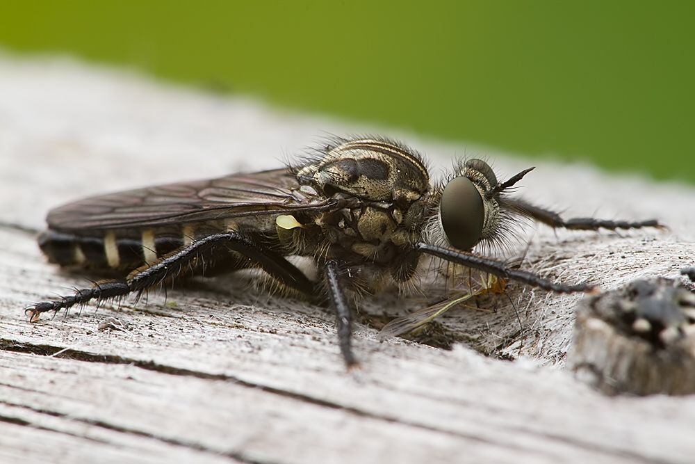 Cyrtopogon lateralis