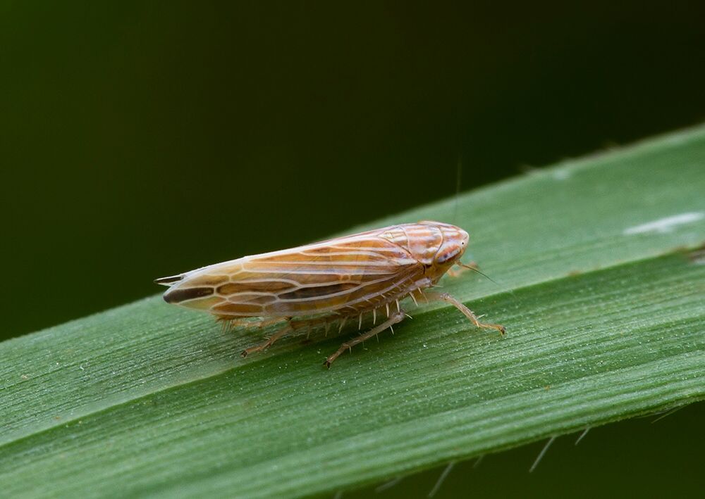 Mocydia crocea