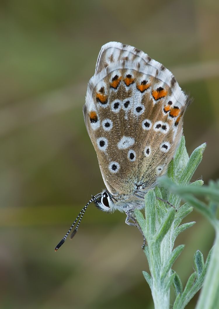 Polyommatus slovacus