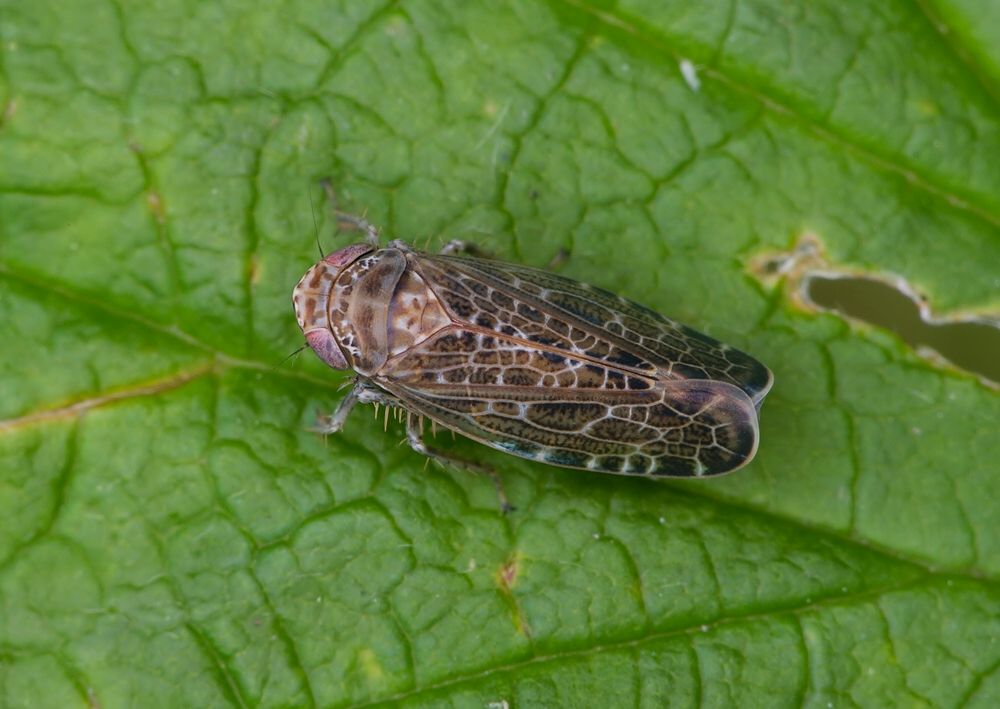Allygidius furcatus