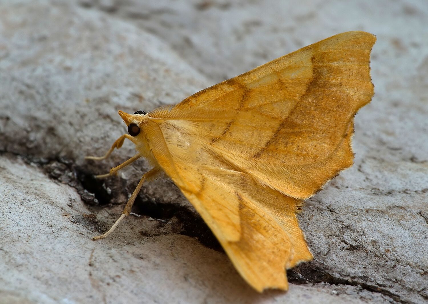 Ennomos quercinaria