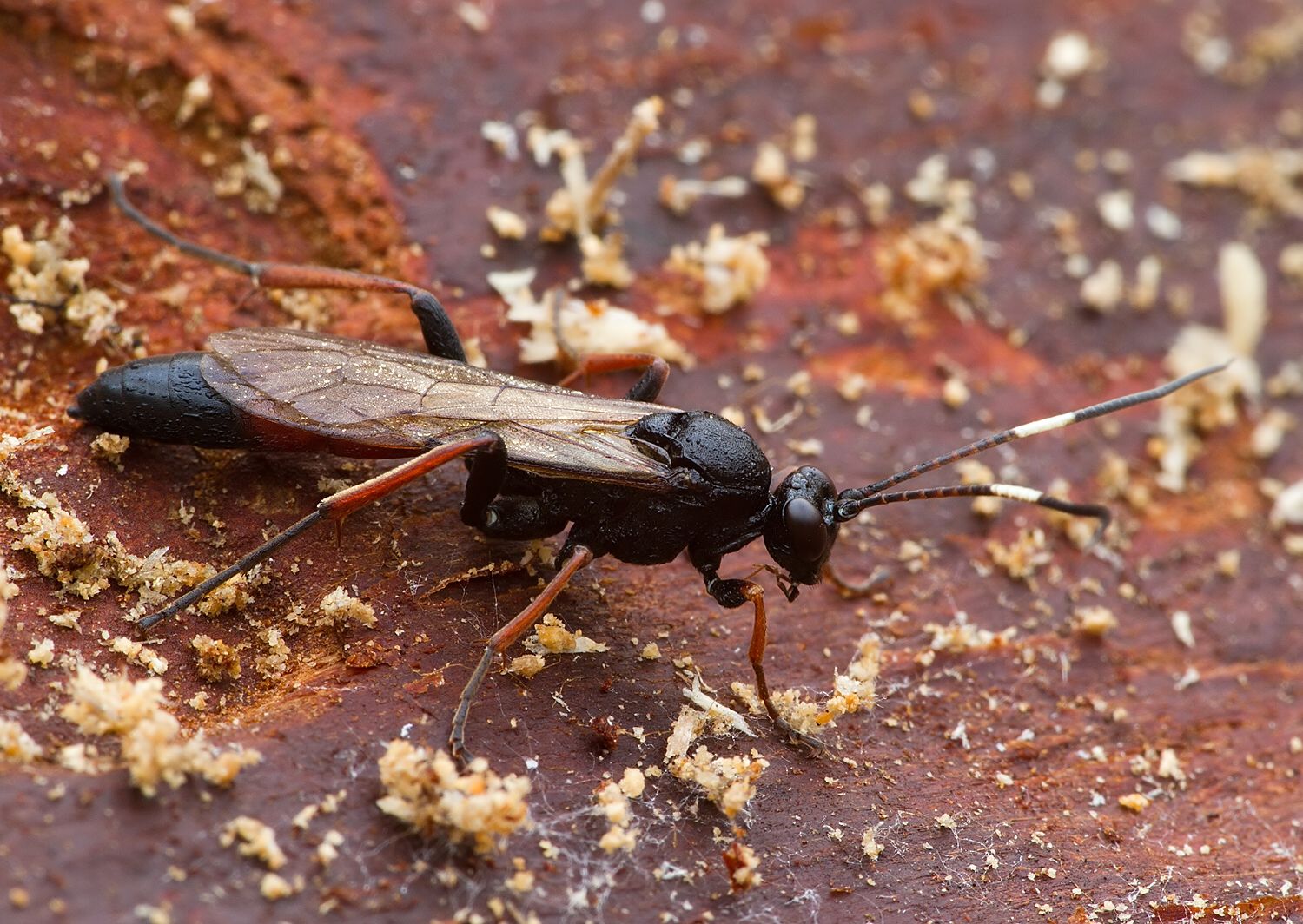 Stenichneumon culpator cf