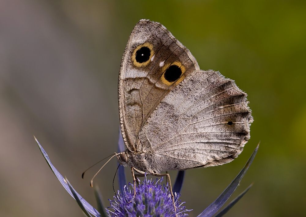 Hipparchia statilinus