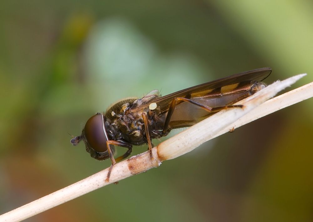 Melanostoma scalare
