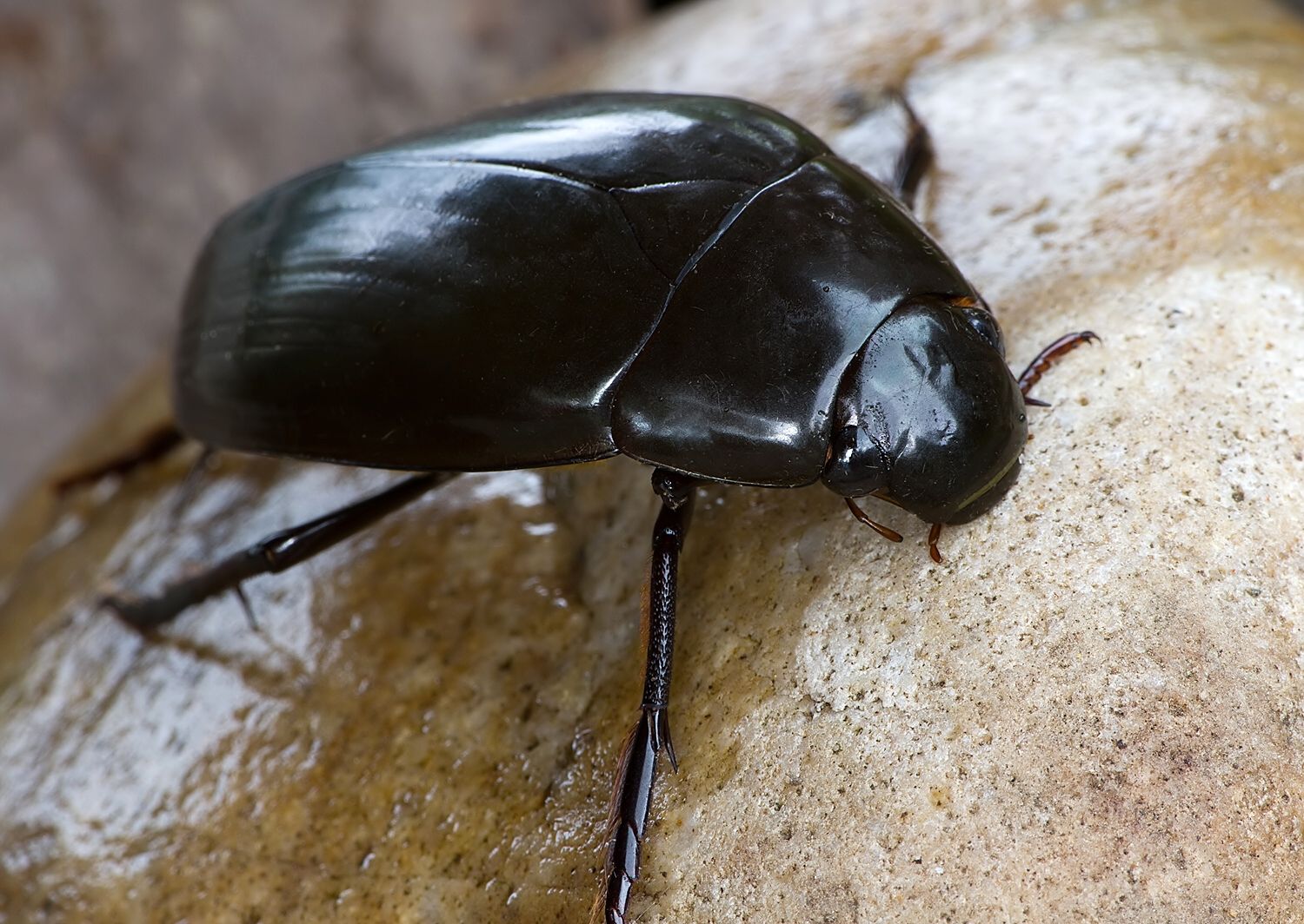 Hydrophilus piceus