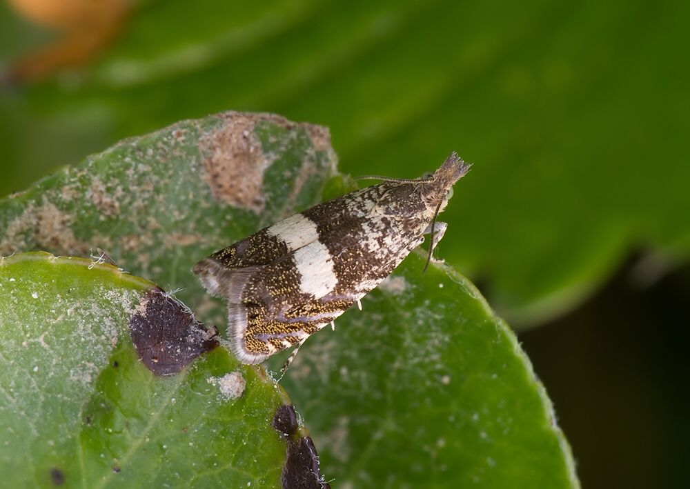 Dichrorampha sequana