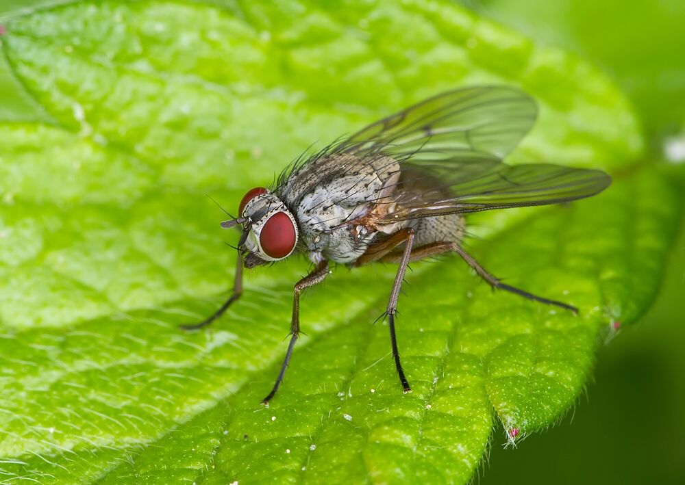 Phaonia angelicae
