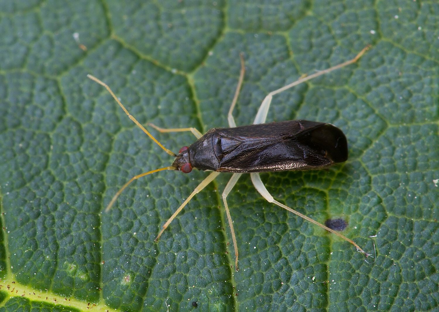Phylus coryli