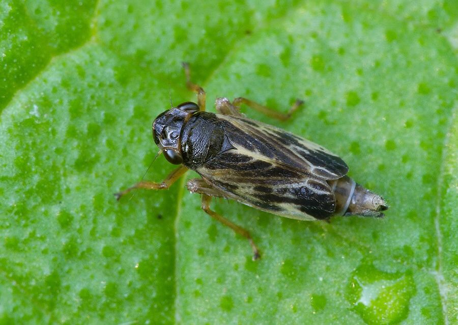 Evacanthus acuminatus