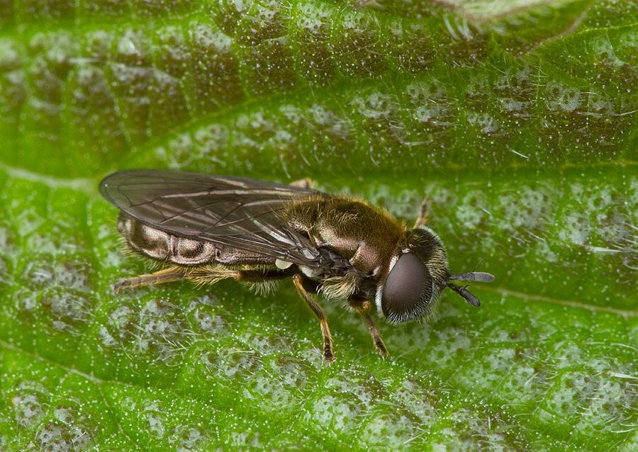 Cheilosia latifrons