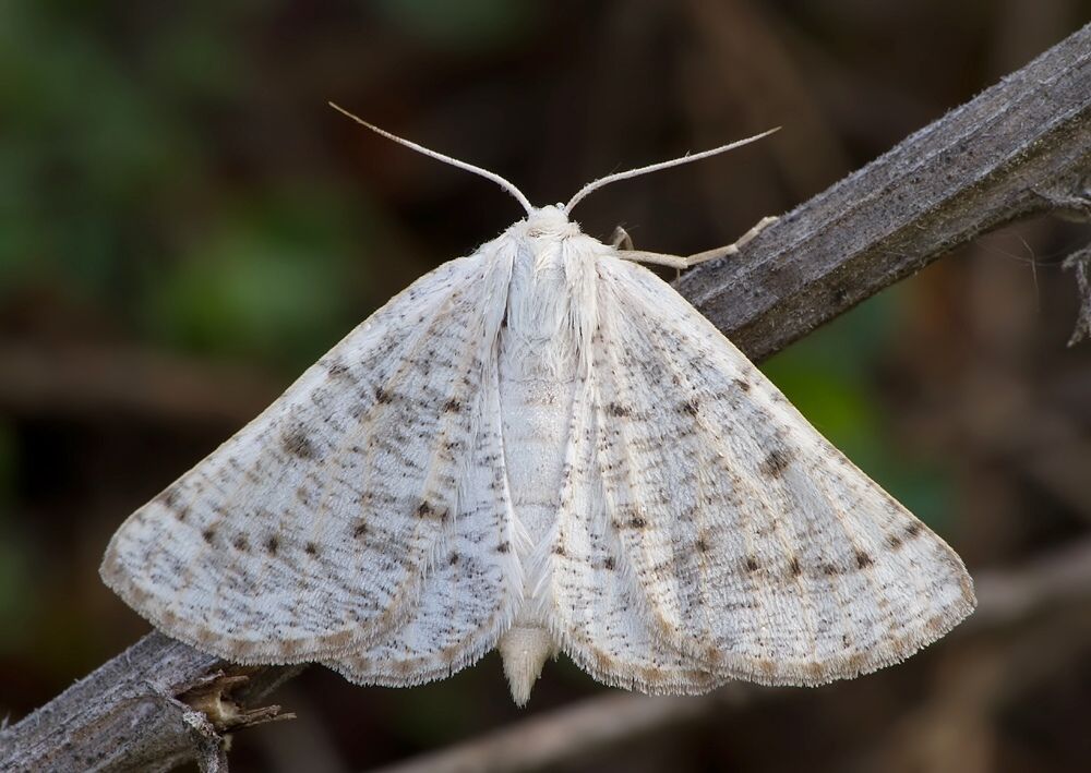 Dyscia conspersaria