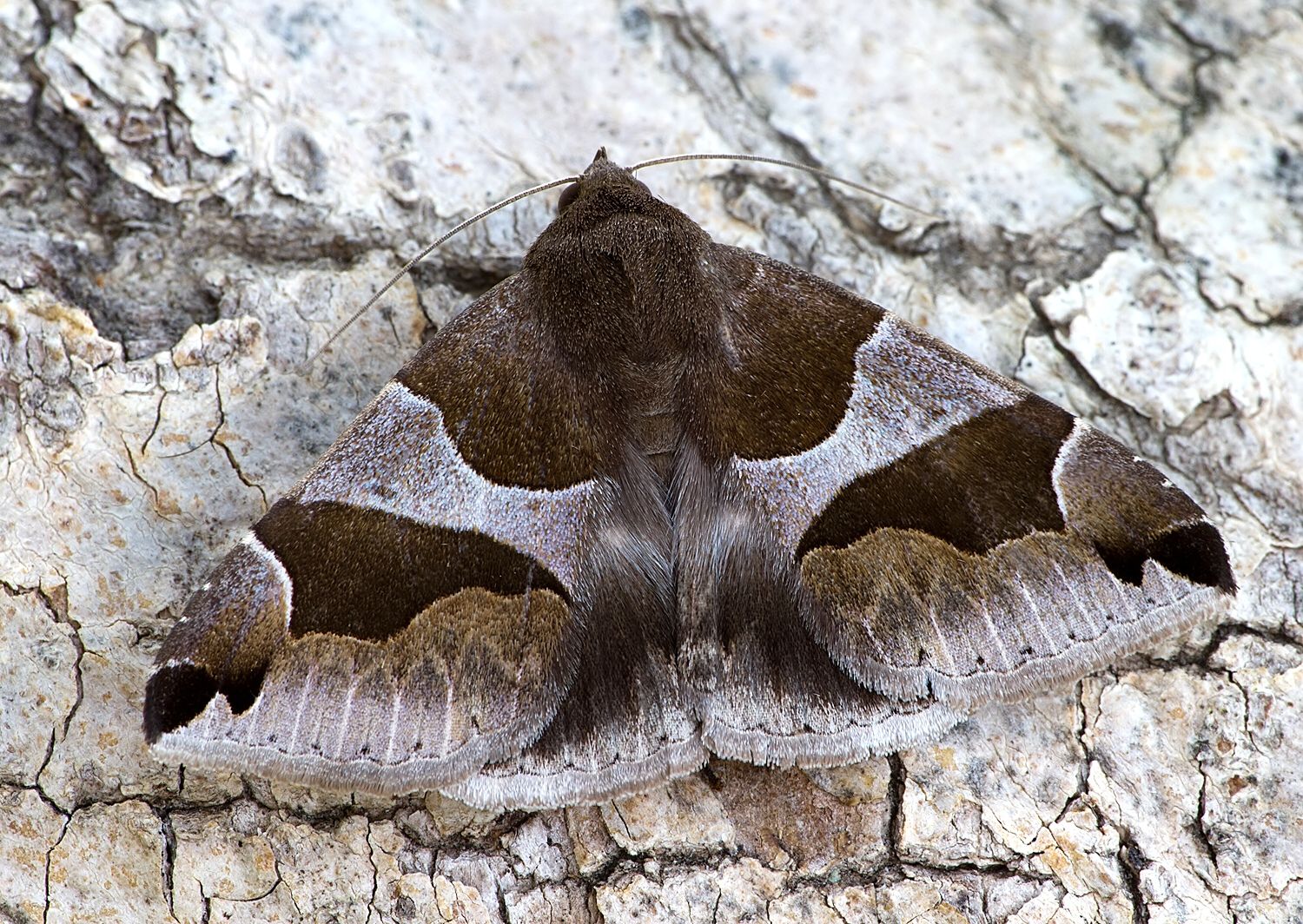 Dysgonia algira