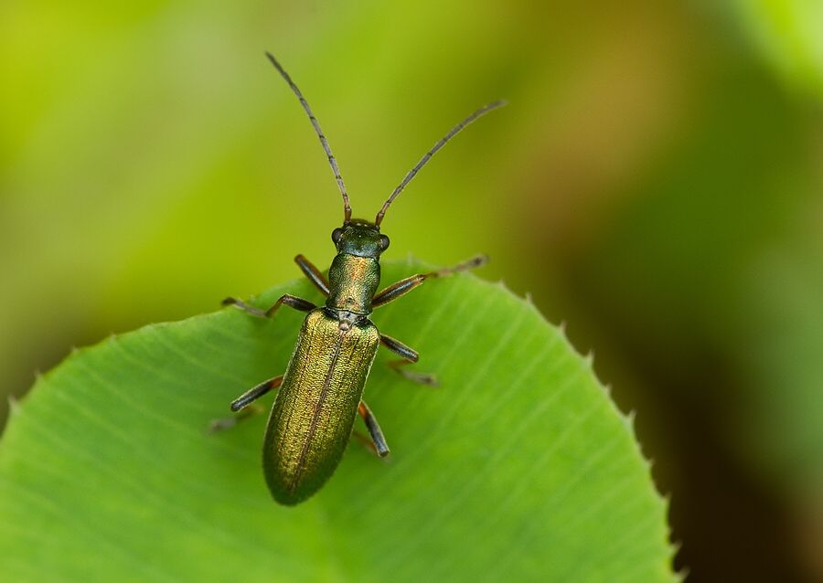 Chrysanthia geniculata