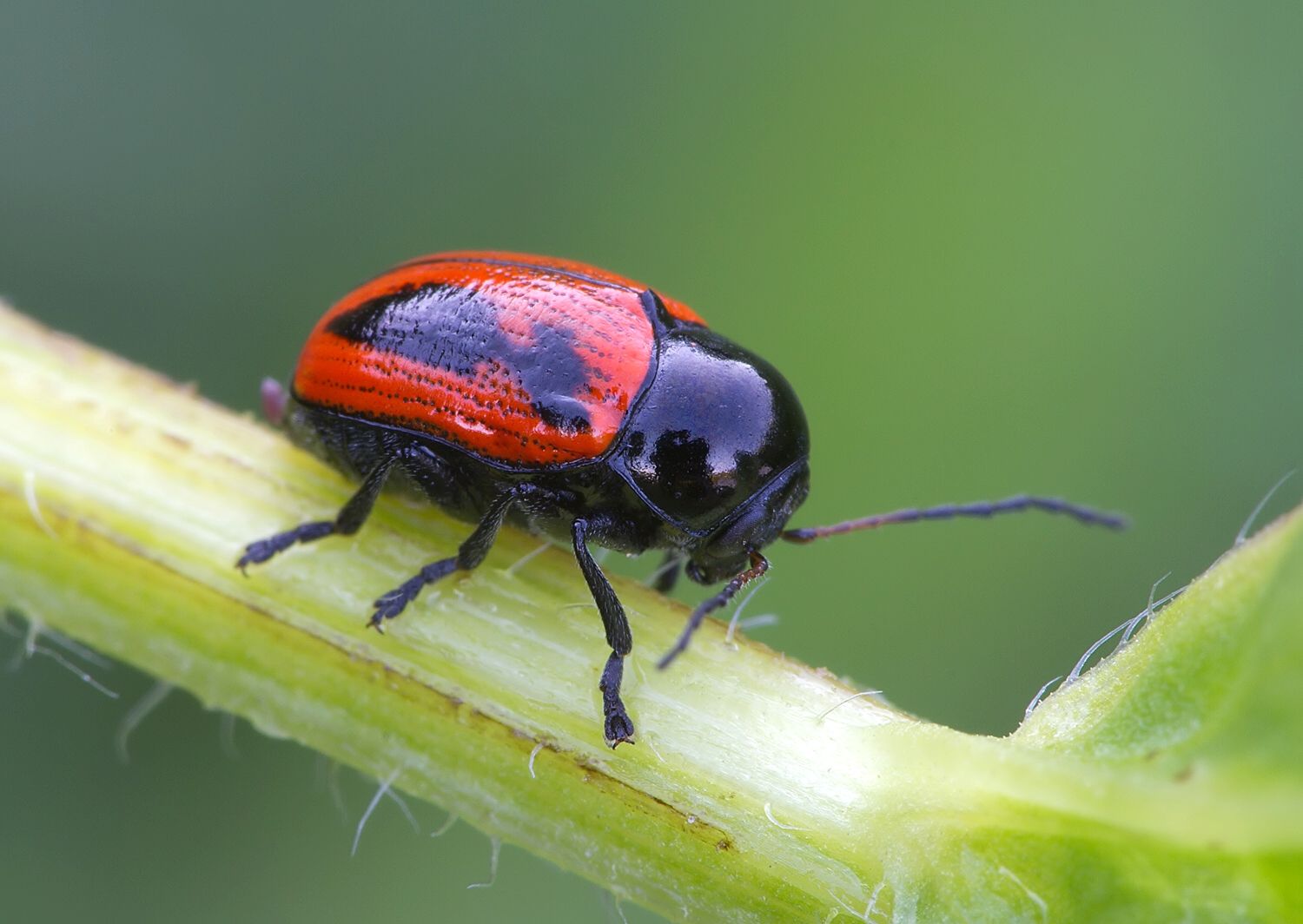 Cryptocephalus bipunctatus