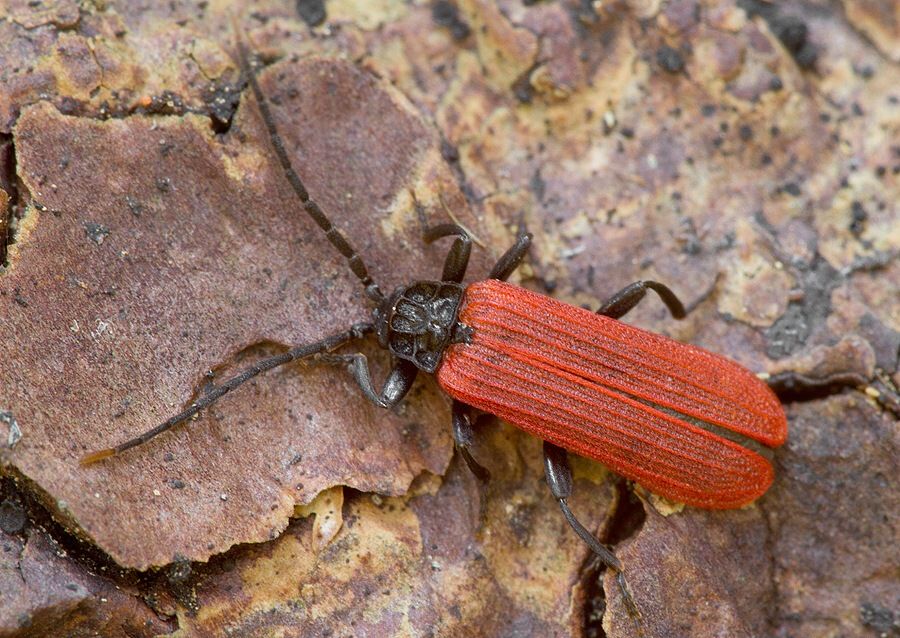 Platycis minutus