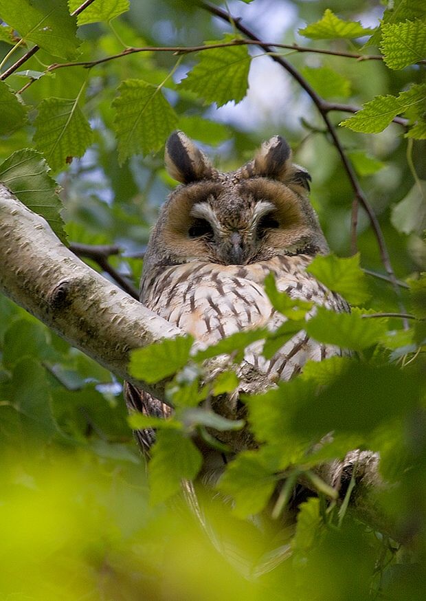 Asio otus (myšiarka ušatá)