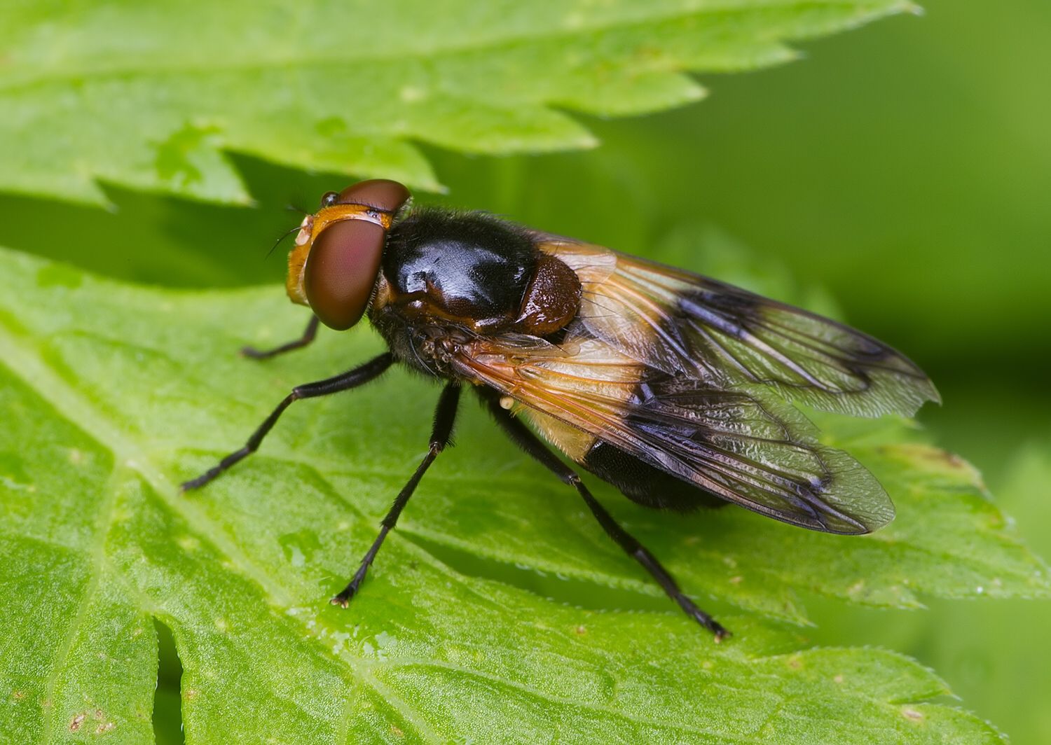 Volucella pellucens