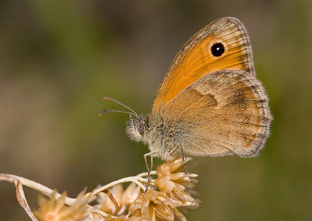 Coenonympha pamphilus