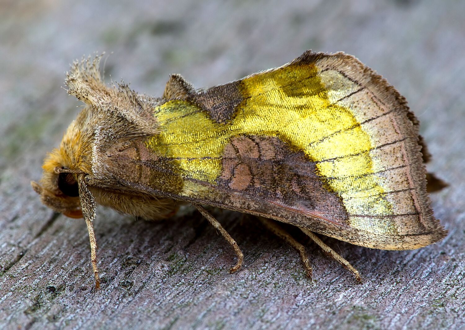 Diachrysia stenochrysis