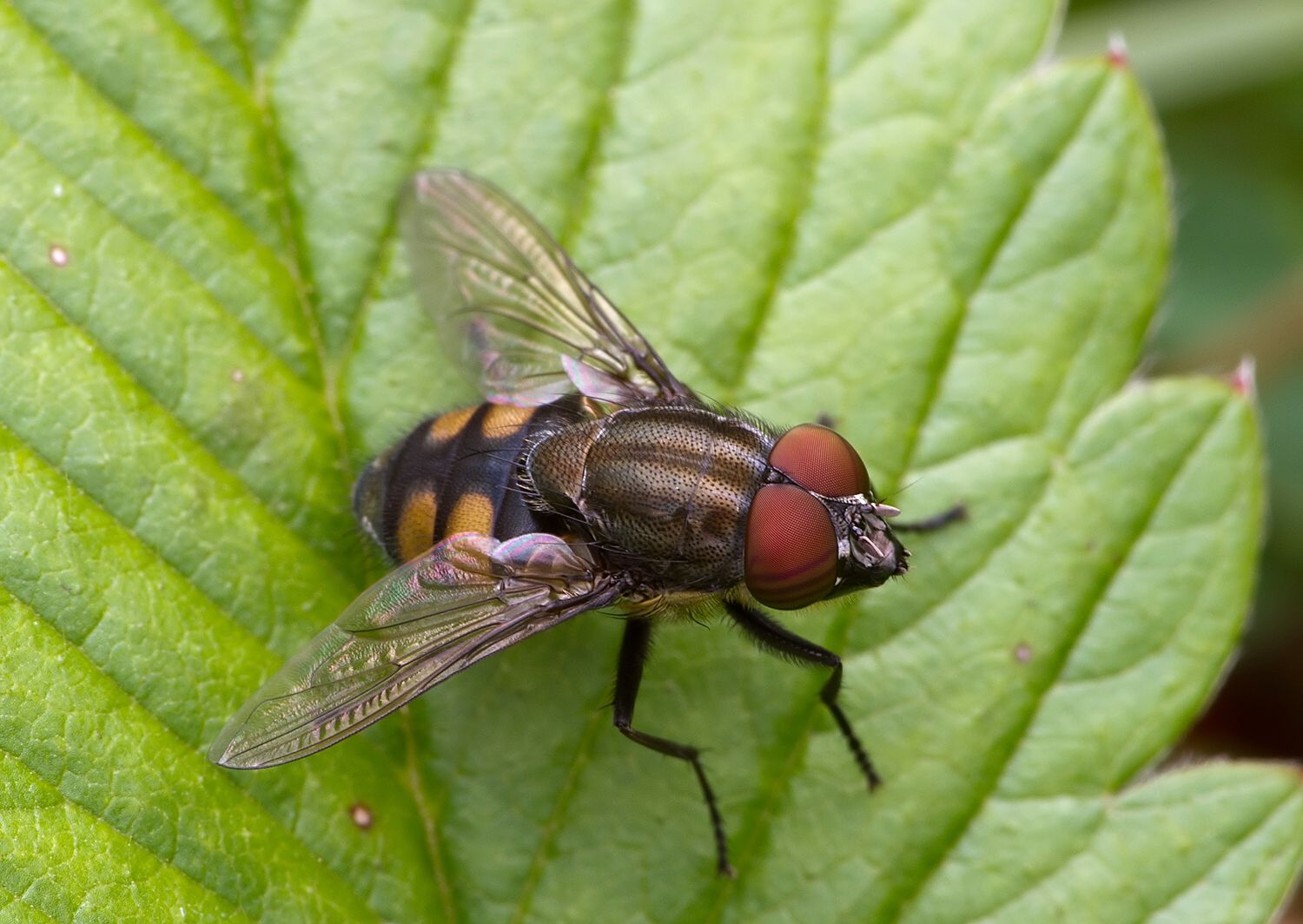 Stomorhina lunata