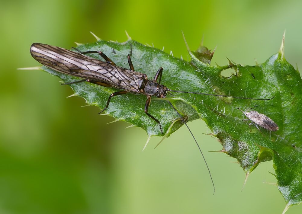 Brachyptera risi