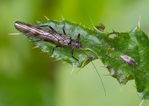 Brachyptera risi