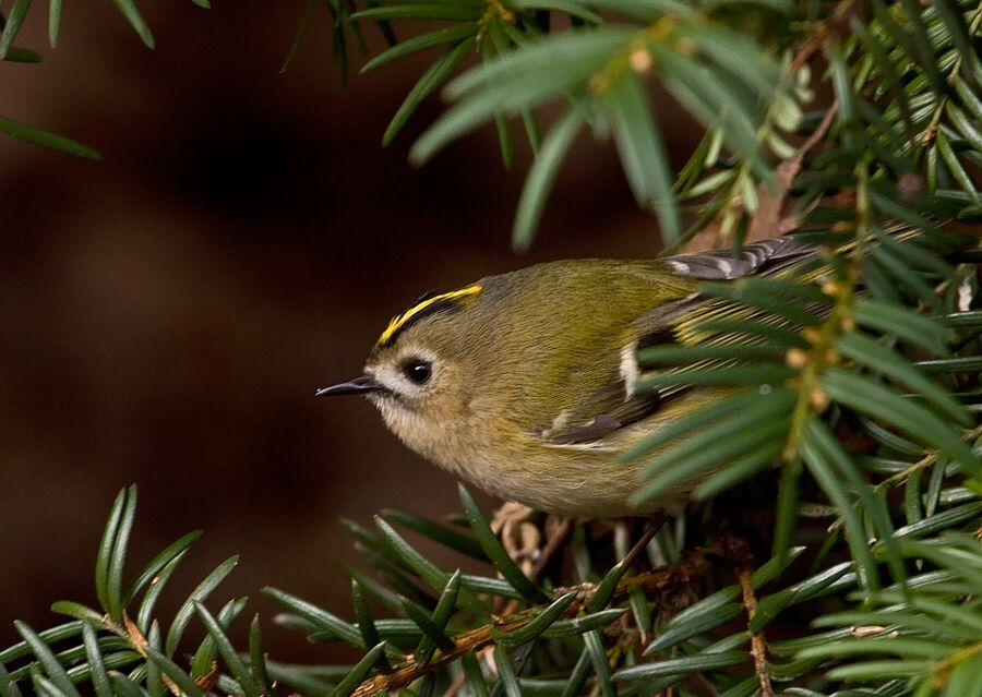 Regulus regulus (králik zlatohlavý)