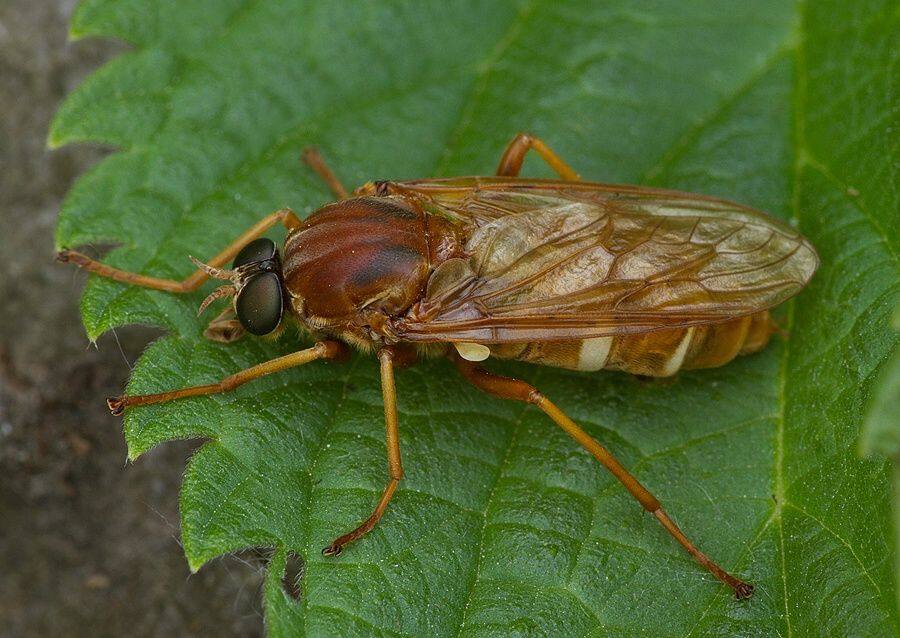 Coenomyia ferruginea