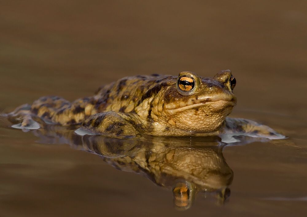 Bufo bufo