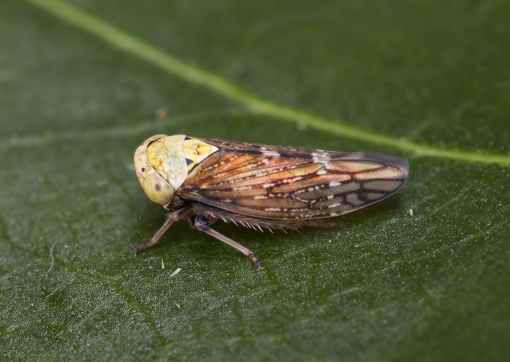 Acericerus ribauti