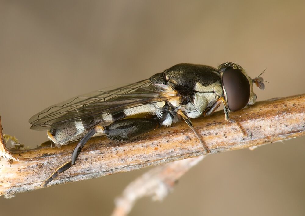Syritta pipiens