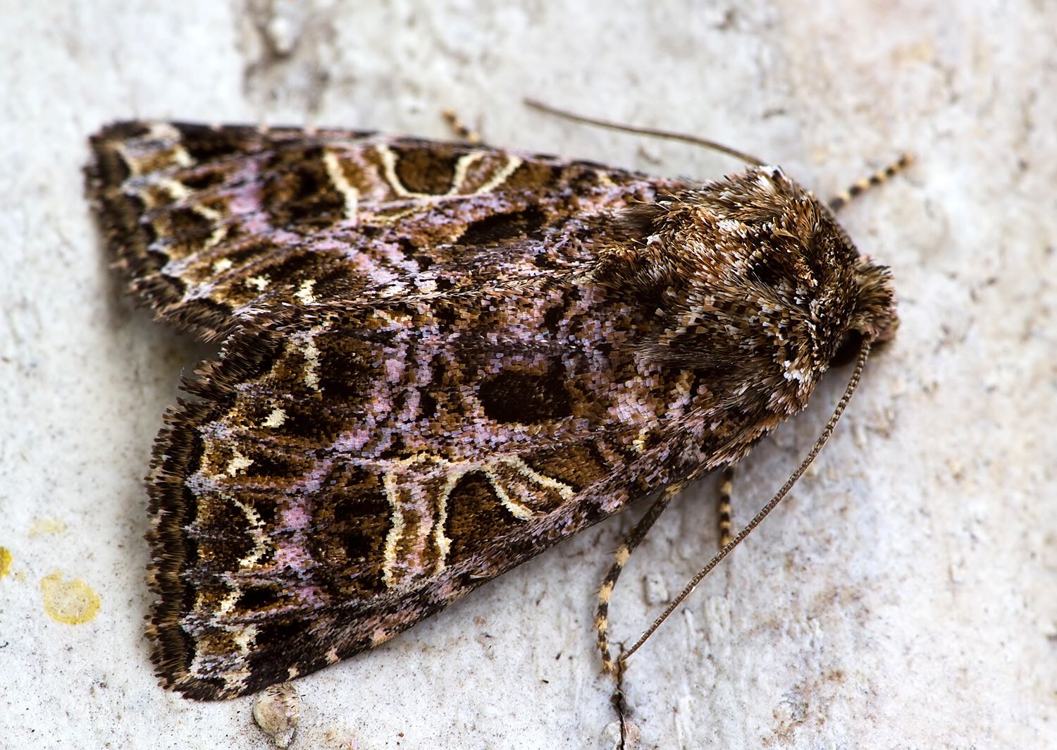 Sideridis rivularis