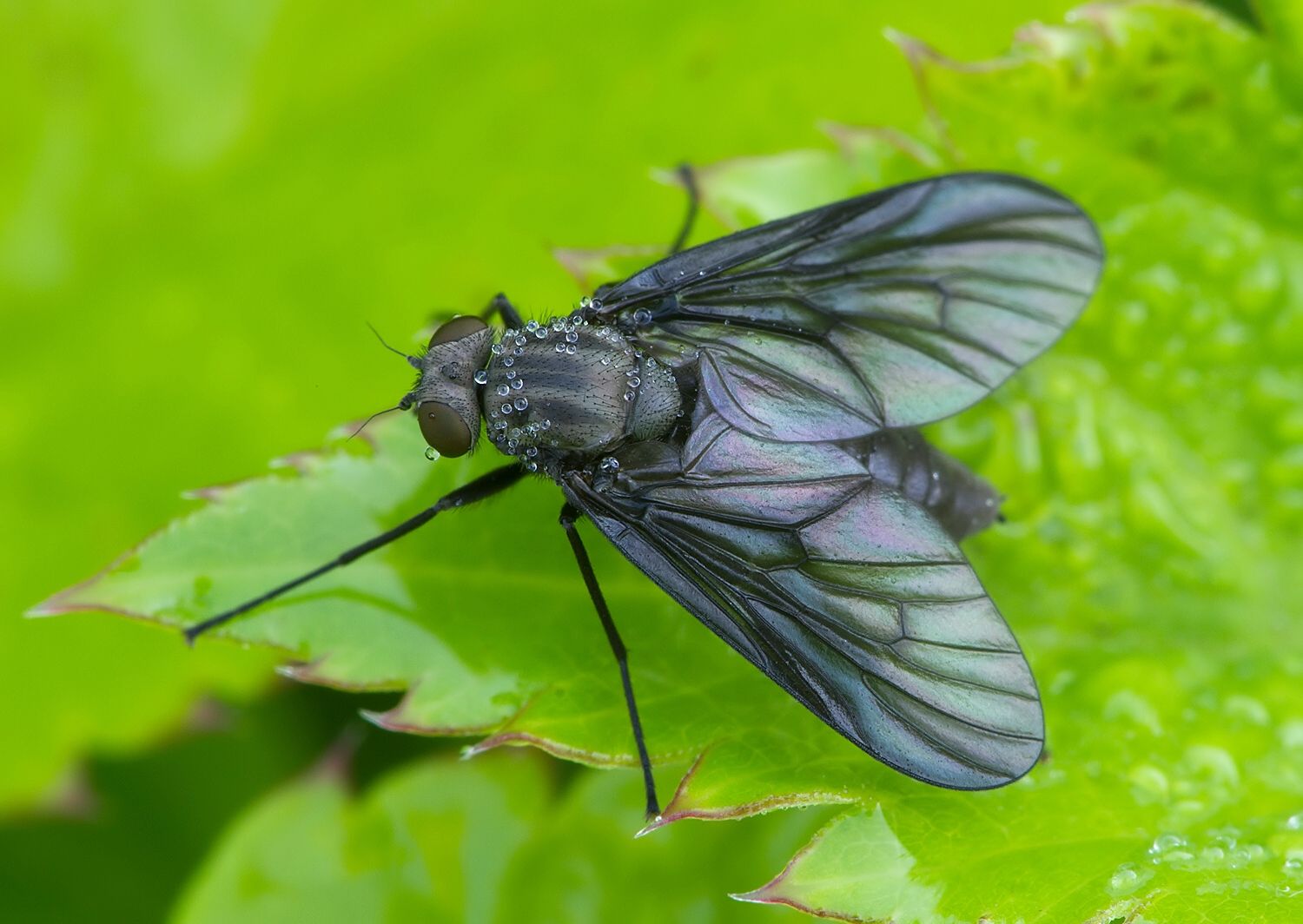 Symphoromyia melaena