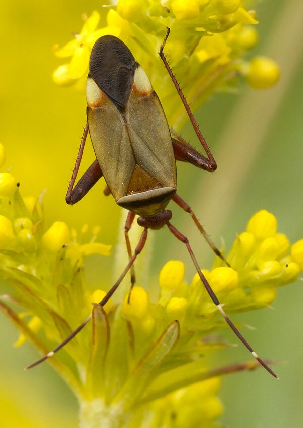 Adelphocoris vandalicus