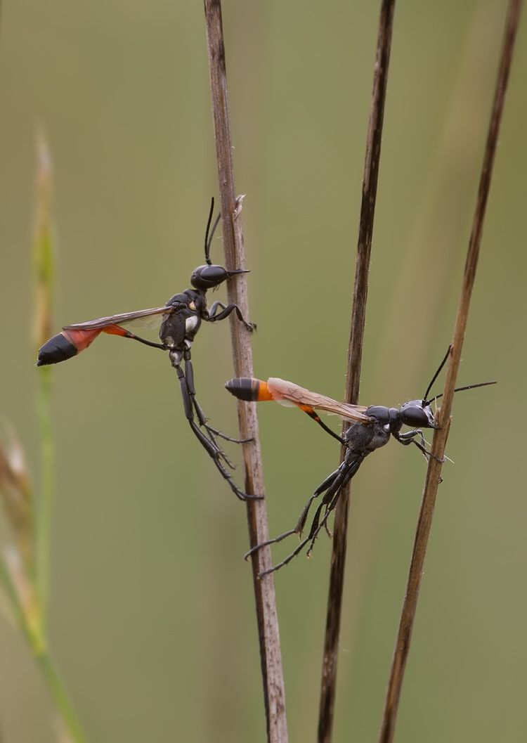 Ammophila campestris