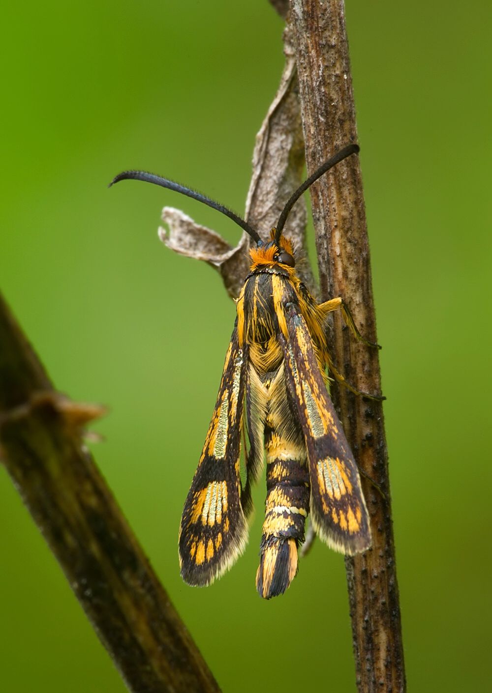 Chamaesphecia empiformis