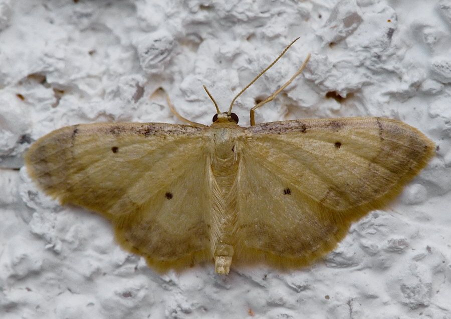 Idaea politaria