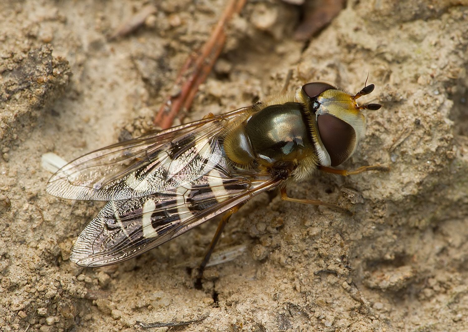 Scaeva pyrastri