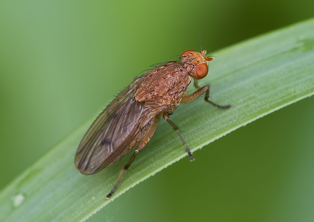 Suillia gigantea