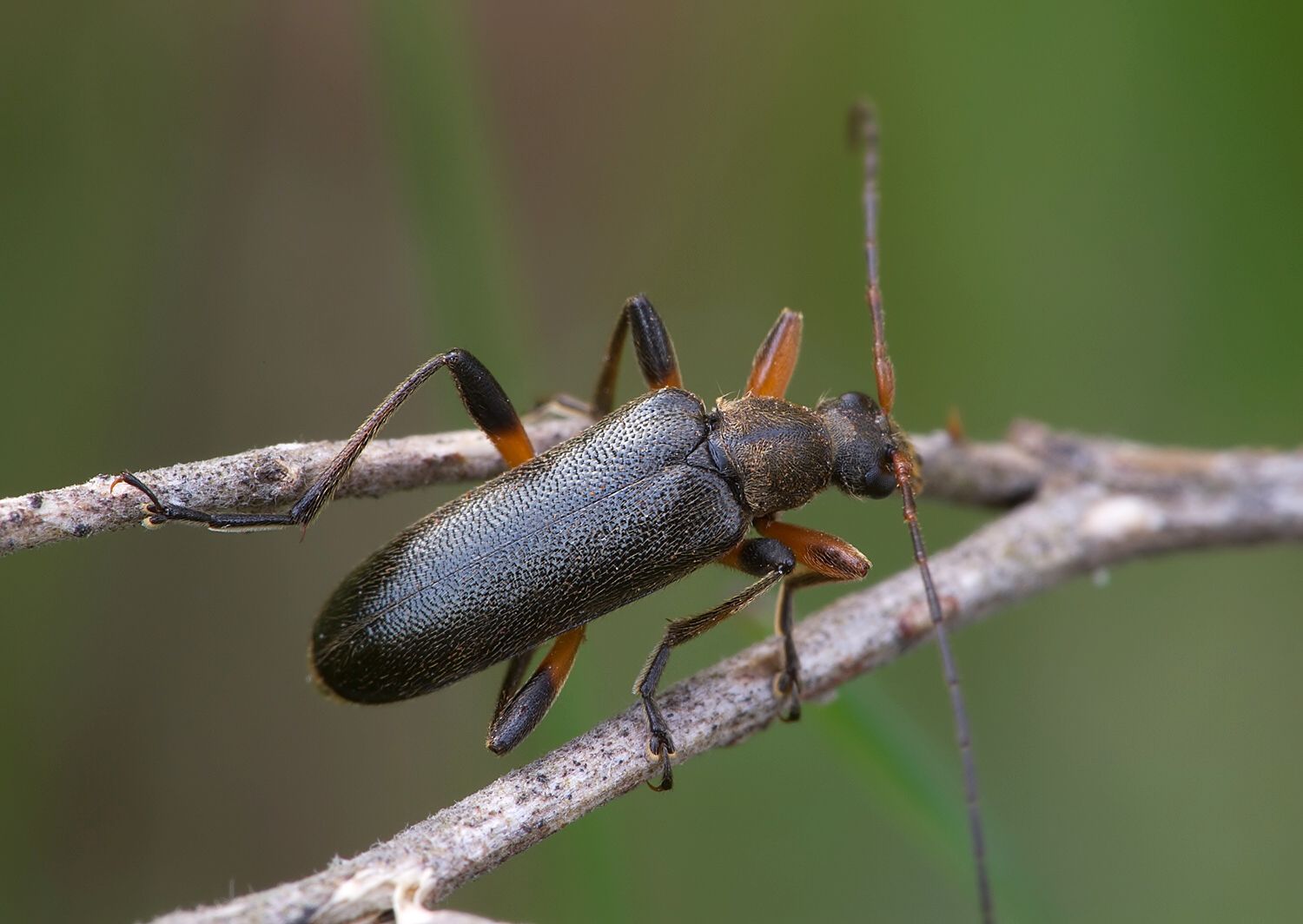 Cortodera femorata