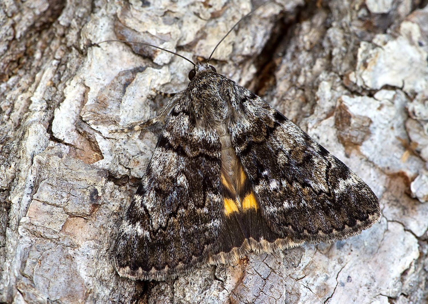 Catocala nymphagoga